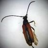 Stenurella melanura